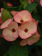 Peach Crown of Thorns, Euphorbia milii 'Peach', copyright � almostedenplants.com